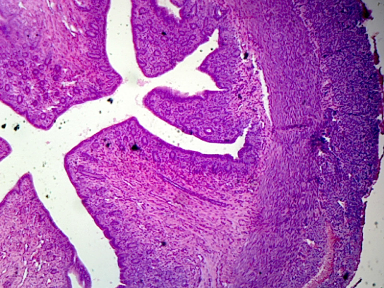 Microscope Slide, Female, Uterus; section, mammal, showing general structure