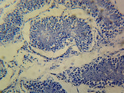 Microscope Slide, Testis section, H&E stain, Mammal showing seminiferous tubules
