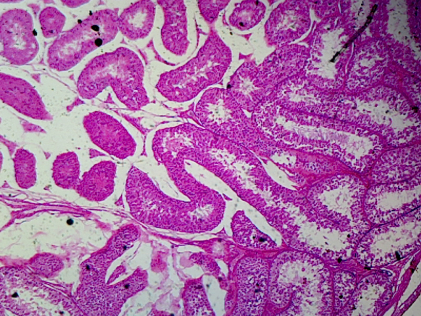 Microscope Slide, Testis, Section, Mammal from Rabbit