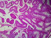 Microscope Slide, Testis, Section, Mammal from Rabbit