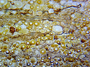 Microscope Slide, Nervous Tissues, Section from Mammalian Spinal Ganglion