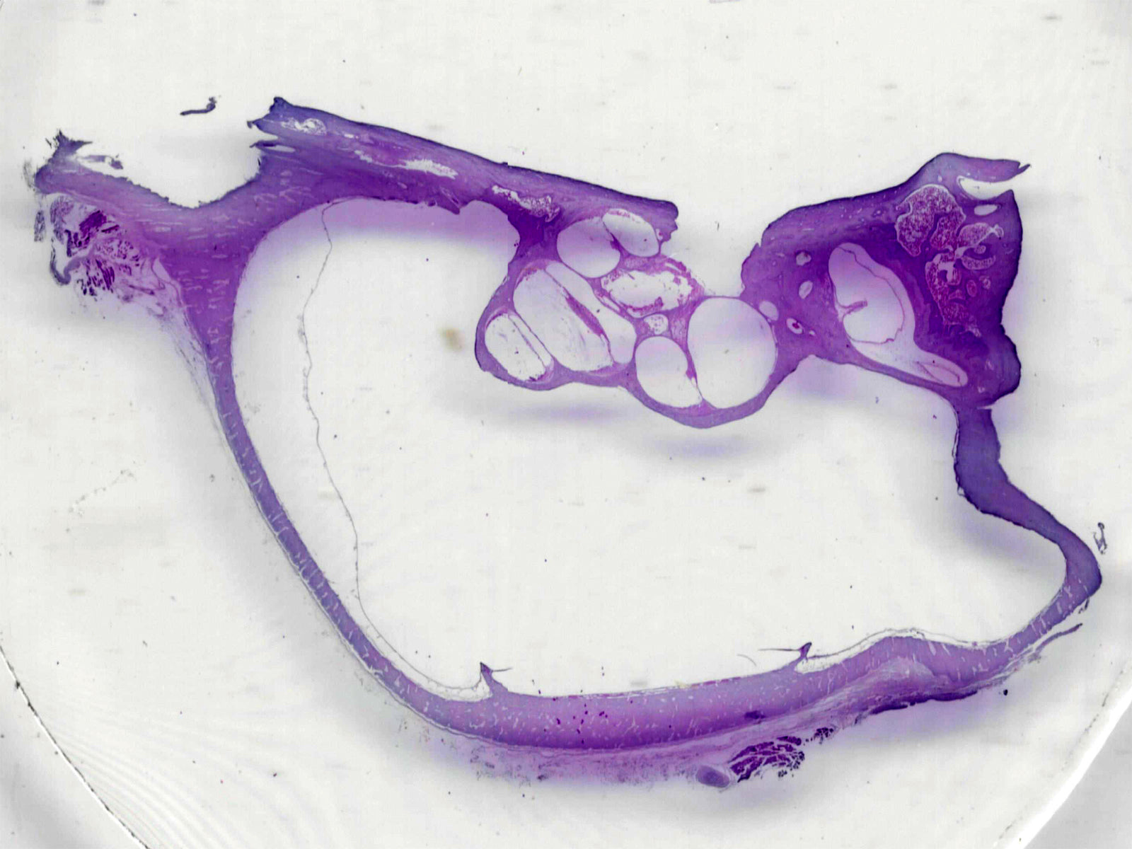 Microscope Slide, Organs of Sense, Cochlea, L.S., H&E Stain, Mammal