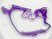 Microscope Slide, Organs of Sense, Cochlea, L.S., H&E Stain, Mammal