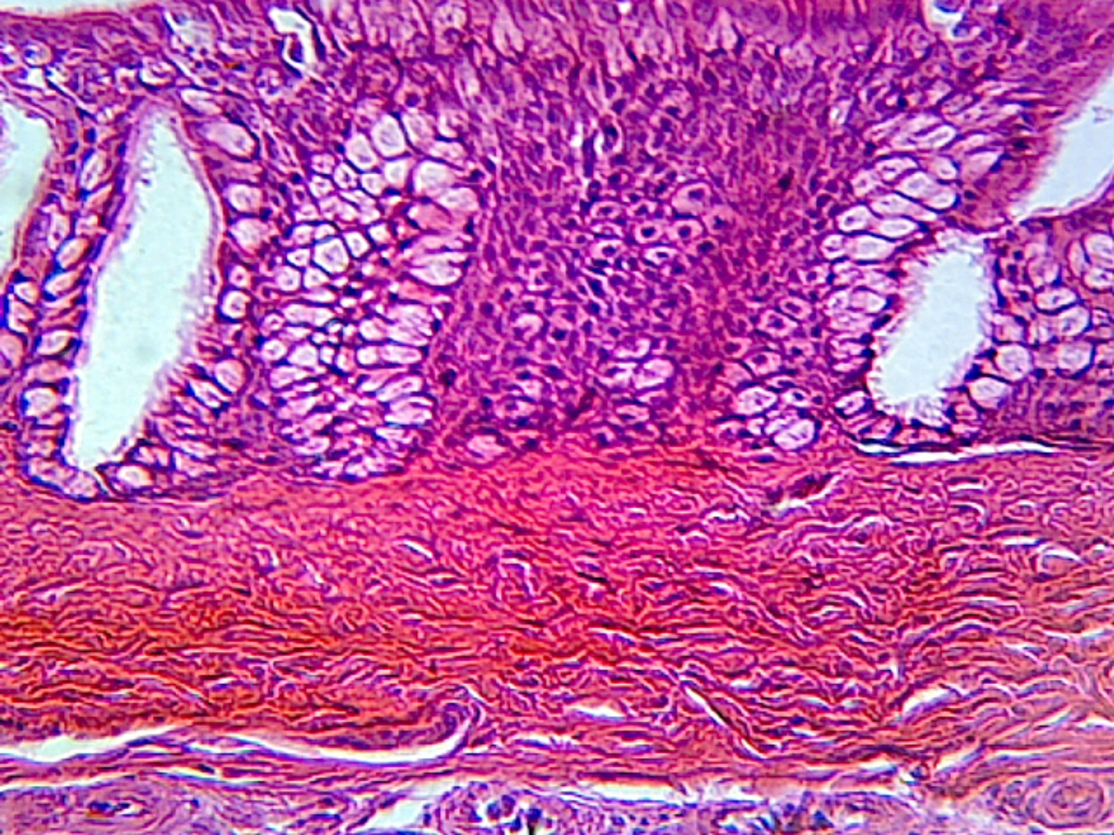 Microscope Slide, Organs of Sense; H&E Stain Mammal, Showing Pseudostratified Columnar Epithelium