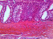 Microscope Slide, Organs of Sense; H&E Stain Mammal, Showing Pseudostratified Columnar Epithelium