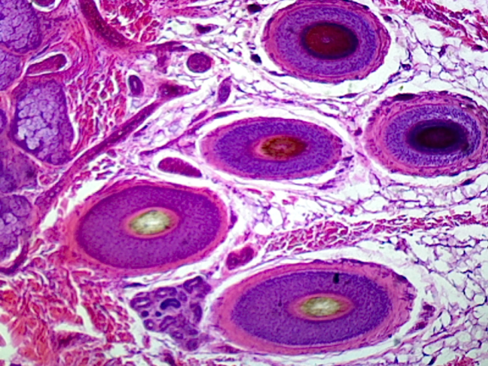Microscope Slide, Integumentary Tissues, Skin Hairy, Section, H&E stain, Mammal, Showing skin structures such as glands and hair