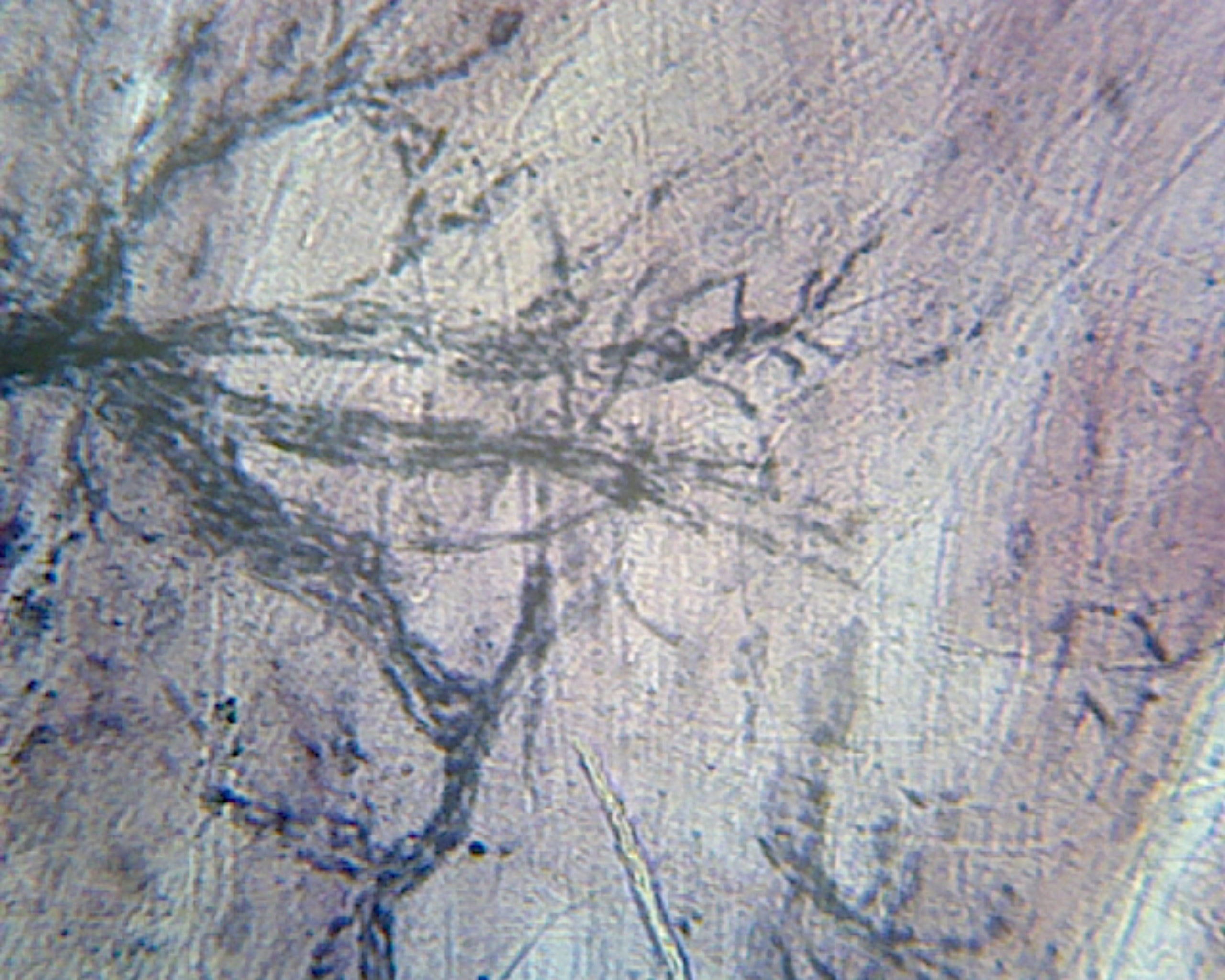 Microscope Slide, Motor Nerve Ending and Plates W.M. Mammal