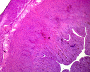 Microscope Slide, Female Uterus section, human, showing general structure