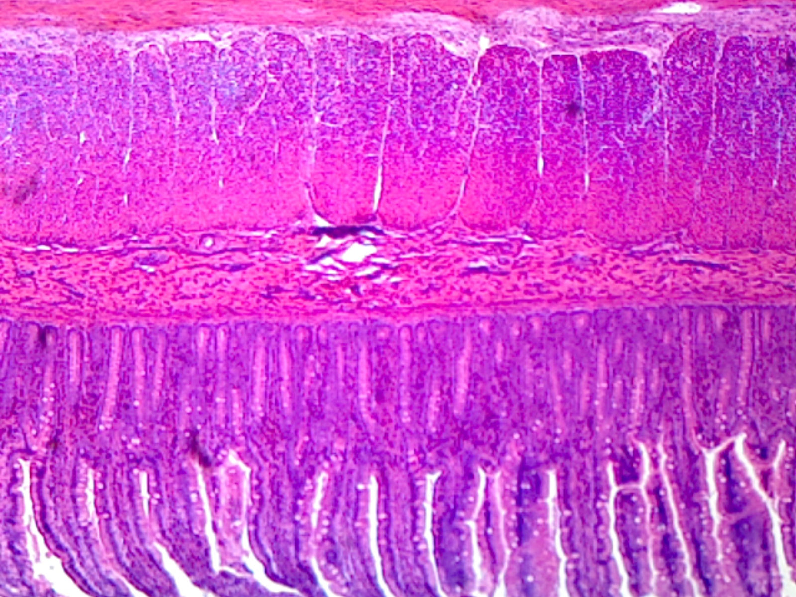 Microscope Slide, Histology; Simple Columnar Epithelium Sec., Mammal
