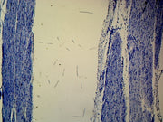Microscope Slide, Skeletal Muscle L.S. Mammal