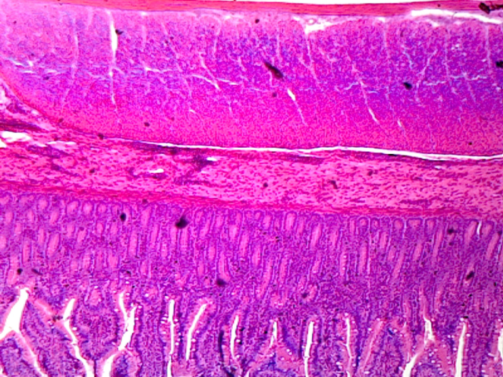 Microscope Slide, Smooth Muscle, C.S. Mammal