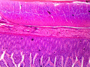 Microscope Slide, Smooth Muscle, C.S. Mammal