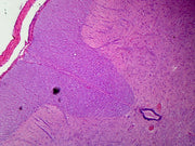 Microscope Slide, Spinal Cord C.S.