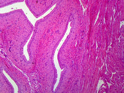 Microscope Slide, Transitional Epithelium, Mammal