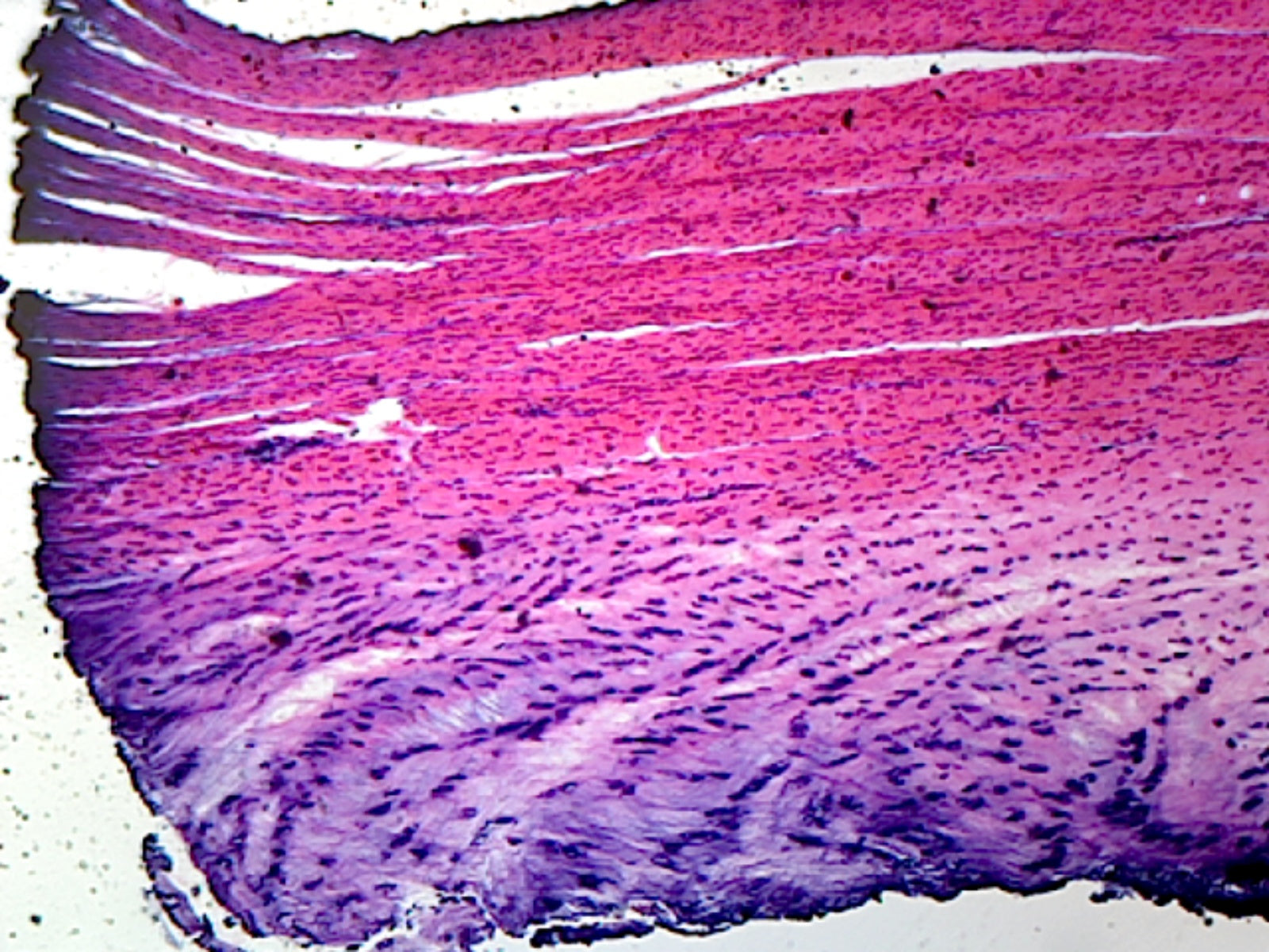 Microscope Slide, White Fibrocartilage, Mammal Section from Intervertebral Disc
