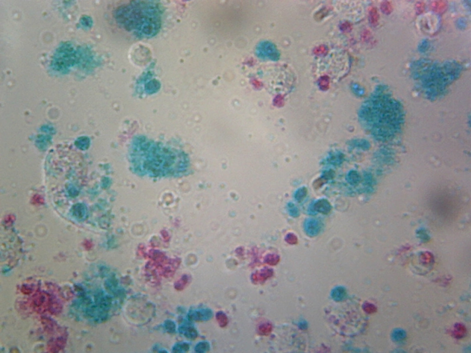 Microscope Slide, Chlamydomonas Flagella; W.M., FS & FG Stain, Unicellular Biflagellate Algae