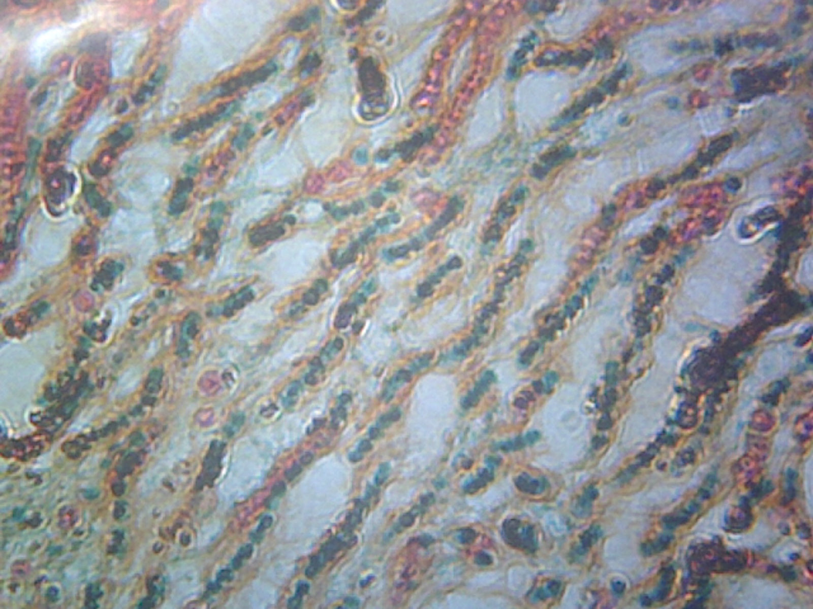 Microscope Slide, Nostoc; Cross Section; FS and GS Stain; showing filaments and sheaths