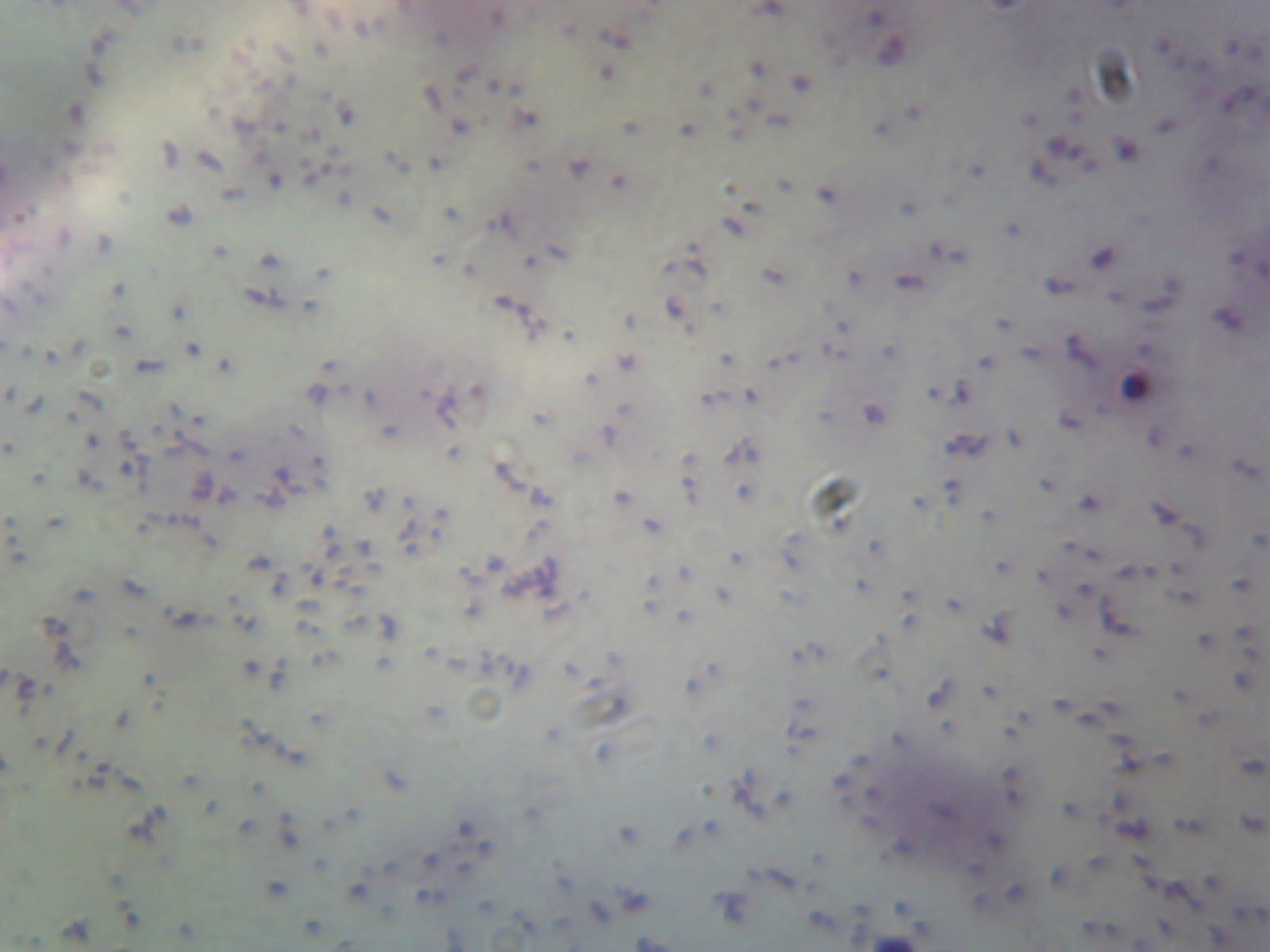 Microscope Slide, Bacilli Rod Shaped Bacteria, Salmonella Smear Gram Neg.