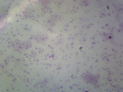 Microscope Slide, Bacilli Rod Shaped Bacteria, Salmonella Smear Gram Neg.