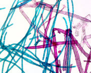 Microscope Slide, Protista, Cladophore, Whole mount, showing branching filamentous algae