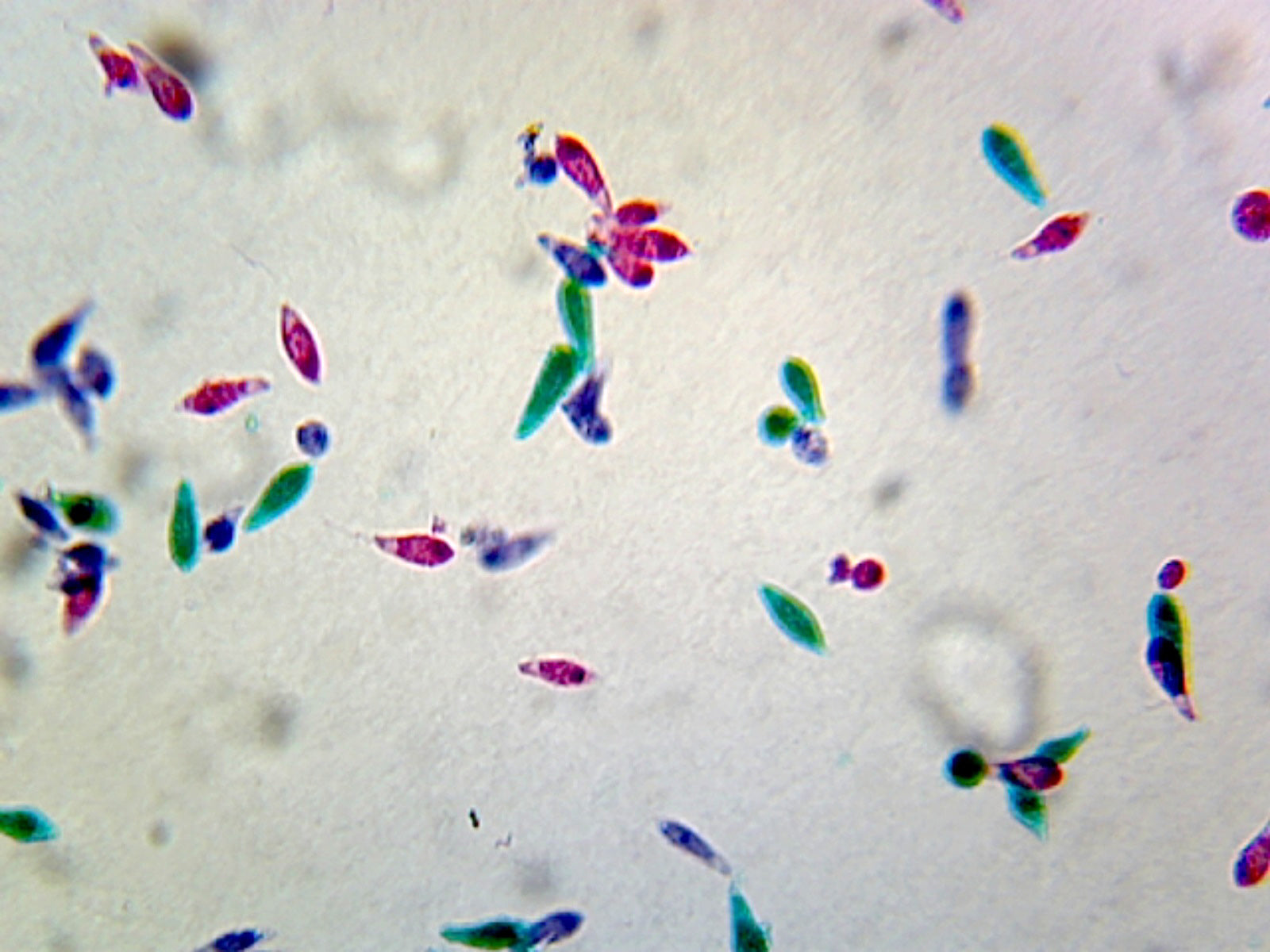 Microscope Slide, Protista; Euglena Virdis, W.M.