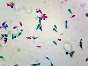 Microscope Slide, Protista; Euglena Virdis, W.M.