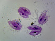 Microscope Slide, Protista; Paramecium Conjugation, W.M.