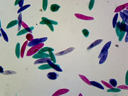Microscope Slide, Protista, Paramecium W.M. Showing General Structures