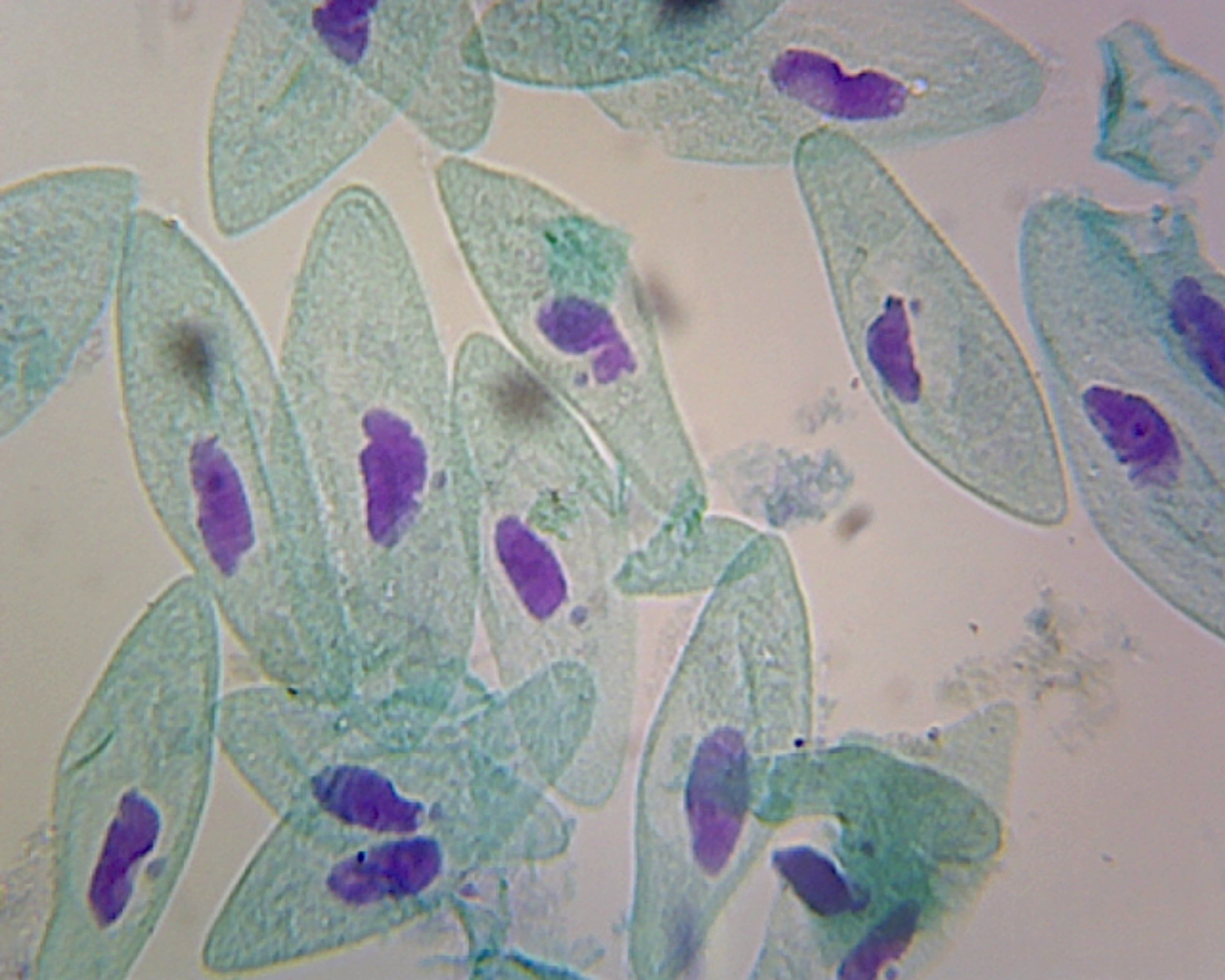 Microscope Slide, Protista; Paramecium, W.M.; Showing macro and micronucleus