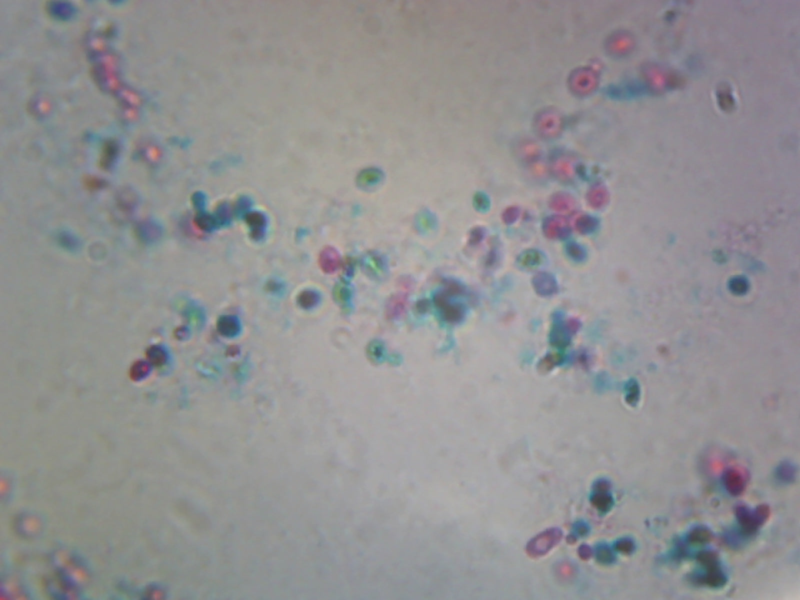 Microscope Slide, Saccharomyces Cerevisiae, Budding Cells, W.M. Yeast, used in food industry, production of food stuffs, wines, beers