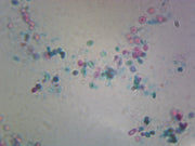 Microscope Slide, Saccharomyces Cerevisiae, Budding Cells, W.M. Yeast, used in food industry, production of food stuffs, wines, beers