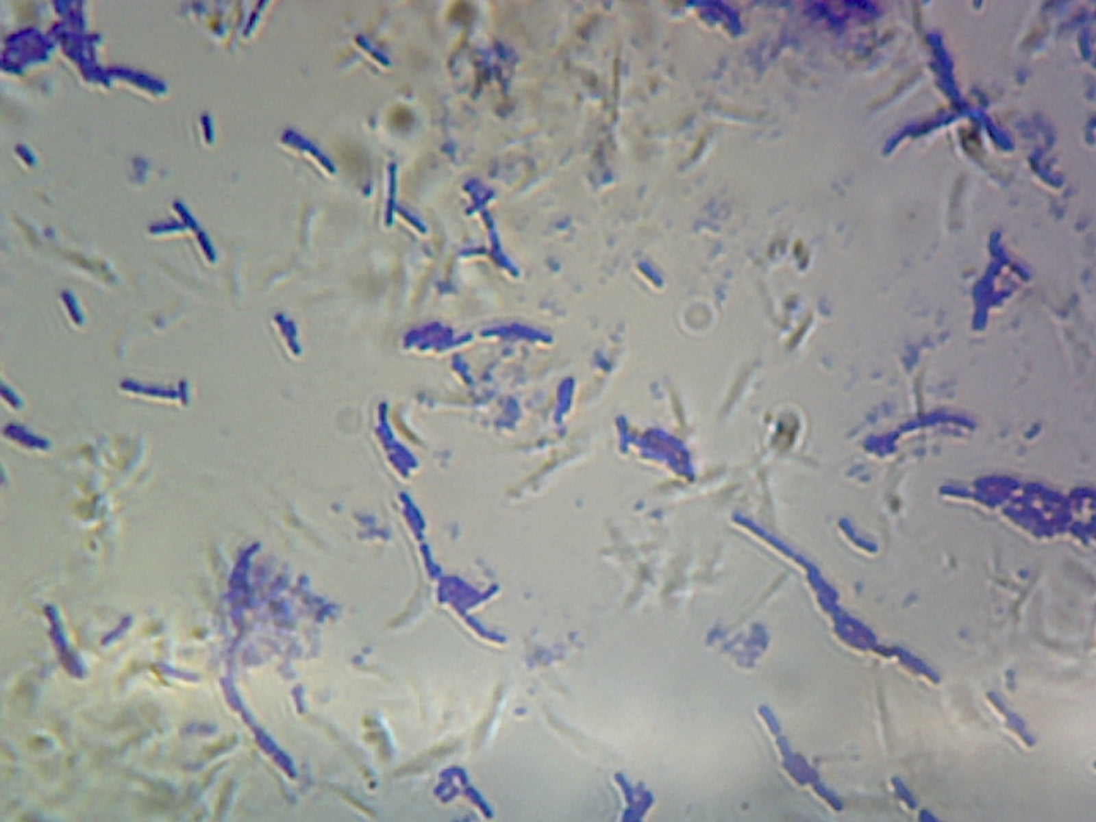 Microscope Slide, Bacillus Subtilis, smear, Gram pos., spore-forming
