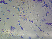 Microscope Slide, Bacillus Subtilis, smear, Gram pos., spore-forming