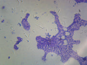 Microscope Slide, Bacillus, Smear Gram Positive