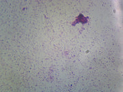 Microscope Slide, Nitrogen Fixing Bacteria; Azotobacter and Rhizobium Leguminosarum; Smear; Gram Negative
