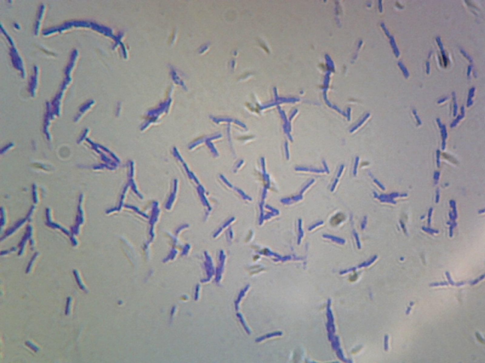 Microscope Slide, Bacteria Spores, smear