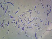 Microscope Slide, Bacteria Spores, smear