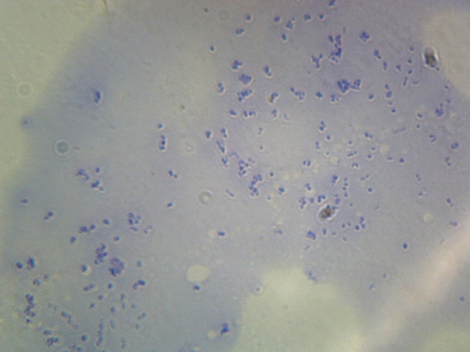 Microscope Slide, Lactobacillus Acidophilus, smear, Gram pos., rod-shape, used in production of yogurt