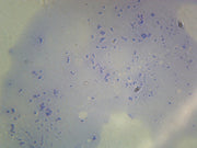 Microscope Slide, Lactobacillus Acidophilus, smear, Gram pos., rod-shape, used in production of yogurt