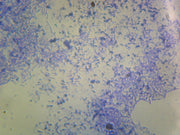 Microscope Slide, Lactobacillus Casei, smear, Gram pos., lactic acid producer, used for dairy production