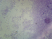 Microscope Slide, Proteus Vulgaris, smear Gram-, agent of urinary tract infections