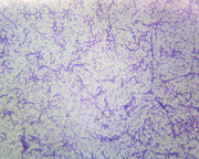 Microscope Slide, Bacteria Types, Showing a mix of Coccus, Bacilli and Spirilla