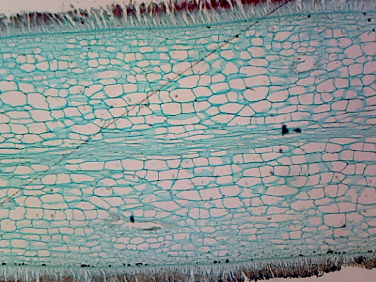 Microscope Slide, Phaeophyta Brown Algae, Protista, Laminaria, CS, Temperate Alga, found in the low intertidal zone.