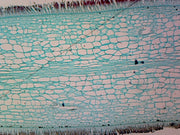 Microscope Slide, Phaeophyta Brown Algae, Protista, Laminaria, CS, Temperate Alga, found in the low intertidal zone.