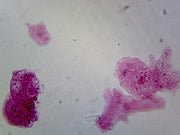 Microscope Slide, Sarcodina; Amoeba Proteus W.M.; Shows general cellular structure