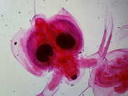Microscope Slide, Cyclops, W.M. Arthropods, Crustaceans