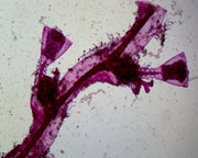 Microscope Slide, Obelia Hydroids W.M.