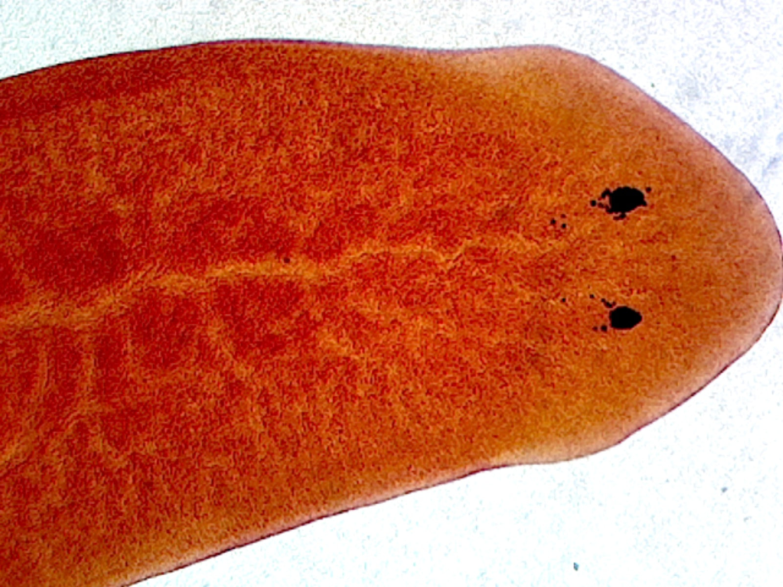 Microscope Slide, Planaria, W.M. Showing General Structure