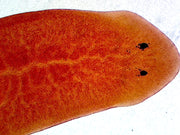 Microscope Slide, Planaria, W.M. Showing General Structure