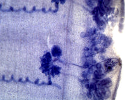 Microscope Slide, Taenia Pisiformes Proglottid, W.M., Tapeworm from Dog or Cat